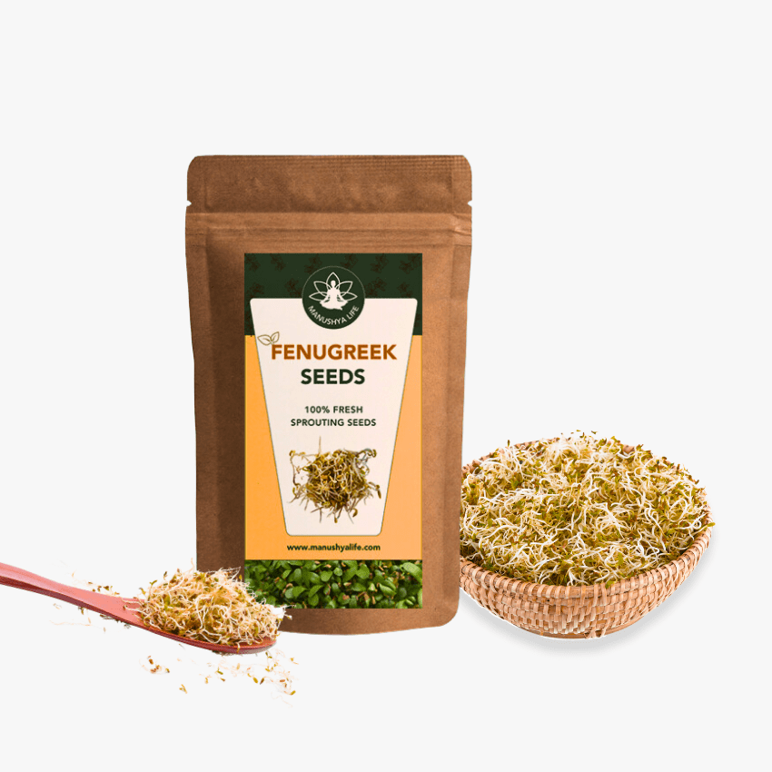 Organic Fenugreek Sprouts Improves digestion immunity more