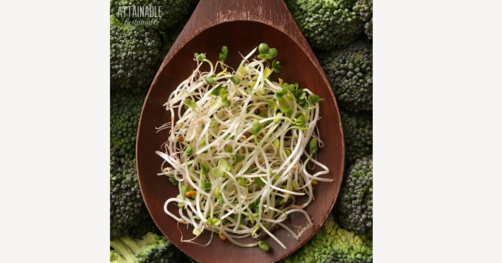 Broccoli Sprouting Seeds